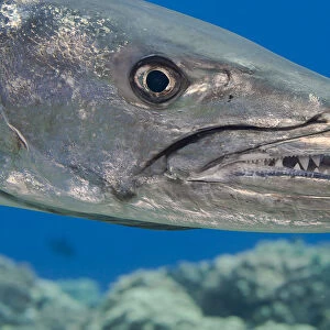 Great barracuda (Sphyraena barracuda) with three parasitic Copepods at end of upper jaw