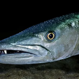 Retrato de cabeza del Barracuda grande (Sphyraena barracuda), Virgin Gorda, Islas Vírgenes Británicas, Mar Caribe. Retrato de cabeza del Barracuda grande (Sphyraena barracuda), Virgin Gorda, Islas Vírgenes Británicas, Mar Caribe.