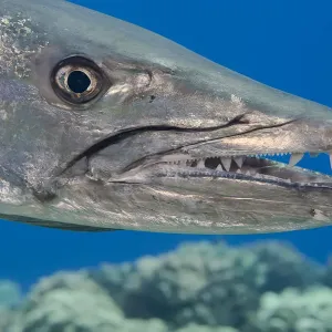 Great Barracuda Print with Parasitic Copepods Great Barracuda Print with Parasitic Copepods