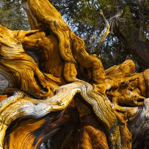 Great Basin Bristlecone Pine (Pinus longaeva) fallen ancient tree, White Mountains