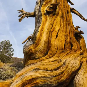 Great Basin Bristlecone Pine (Pinus longaeva) trunk of ancient tree, Inyo National forest Great Basin Bristlecone Pine (Pinus longaeva) trunk of ancient tree, Inyo National forest