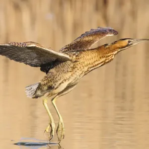 Great Bittern in Flight Print Great Bittern in Flight Print