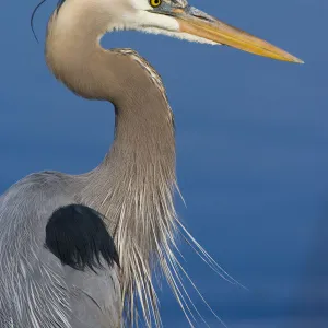 Great blue heron (Ardea herodias) in breeding plumage, head and shoulders showing plumes on crown