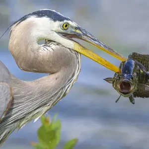 Great blue heron (Ardea herodias) holding fish in beak. Everglades National Park, Florida, USA Great blue heron (Ardea herodias) holding fish in beak. Everglades National Park, Florida, USA