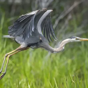 Great blue heron (Ardea herodias) taking flight, Acadia National Park, Maine, USA. June Great blue heron (Ardea herodias) taking flight, Acadia National Park, Maine, USA. June