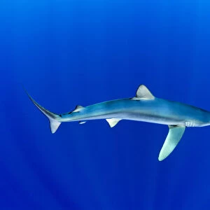 Great Blue shark (Prionace glauca) profile portrait viewed from slightly above, Pico Island