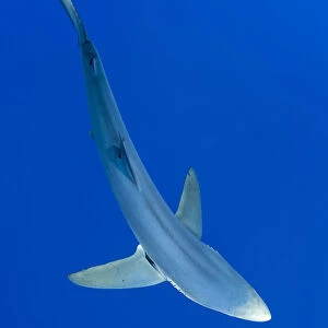 Great Blue shark (Prionace glauca) viewed from above, Pico Island, Azores, Portugal