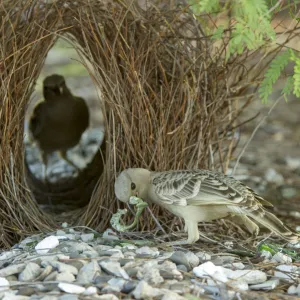 Great bowerbird (Chlamydera nuchalis), male showing off treasures whilst female inspects bower