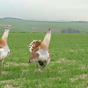 Great Bustard (Otis tarda) males displaying, Salisbury Plain, Wiltshire, UK, April