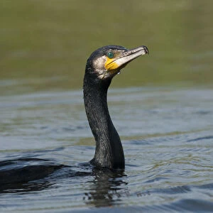 Great cormorant (Phalacrocorax carbo) on water, Fisher pond, Prypiat area, Belarus