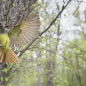 Great crested flycatcher (Myiarchus crinitus), female alighting at nest cavity entrance