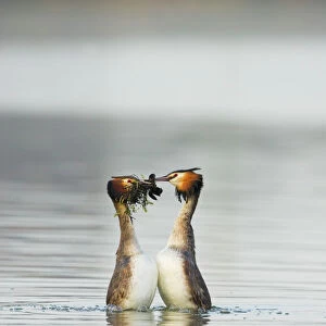 Great crested grebe (Podiceps cristatus) pair performing the weed dance