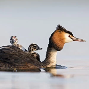 Great crested grebe (Podiceps cristatus) close-up of an adult with two young chicks