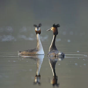 Great crested grebe (Podiceps cristatus) pair of adults during part of their elaborate