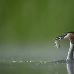 Great crested grebe (Podiceps cristatus) adult in profile with a fish that it has just caught