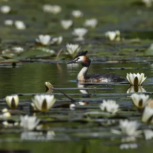 Great crested grebe (Podiceps cristatus) amongst White water lilies (Nymphaea alba)