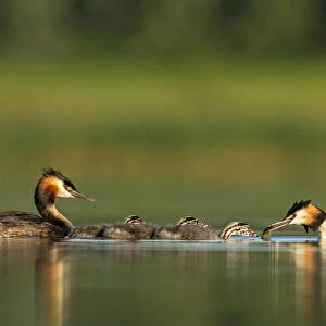 Great crested grebe (Podiceps cristatus) family on water, with adult feeding its young