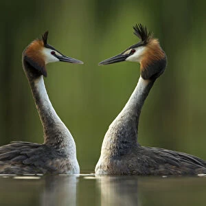 Great crested grebe (Podiceps cristatus) perfectly mimicking each others movements
