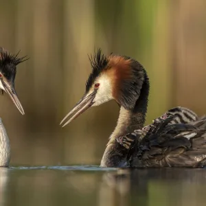 Great crested grebe (Podiceps cristatus) adults courting and greeting each other to