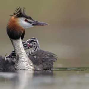 Great crested grebe (Podiceps cristatus) adult with young on its back, Valkenhorst Nature Reserve