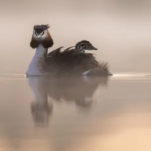 Great crested grebe (Podiceps cristatus) adult with young on the back in the first