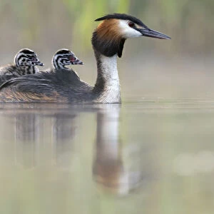 Great crested grebe (Podiceps cristatus) parent bird with chicks on its back