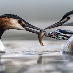 Great crested grebe (Podiceps cristatus) parents busy feeding their young with fish