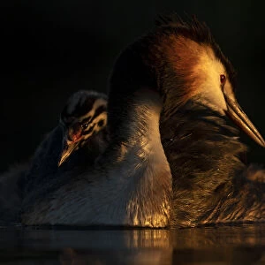 Great crested grebe (Podiceps cristatus) adult with young chick on the back preening in
