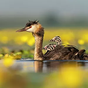 Great crested grebe (Podiceps cristatus) with young chicks on the back among Fringed water lilies (Nymphoides peltata) Lake Kerkini, Greece, July