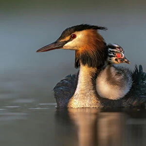 Great crested grebe (Podiceps cristatus) carrying a chick on its back in early morning light, Valkenhorst Nature Reserve, The Netherlands, Europe. May