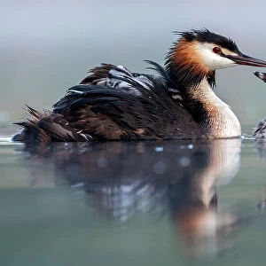 Great crested grebe (Podiceps cristatus) parent bird with young on its back and one chick on the water, portrait in the first morning light Valkenhorst Nature Reserve, Valkenswaard, The Netherlands. May