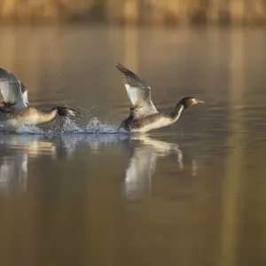Great crested grebe (Podiceps cristatus) adult aggressively pursues another in a Great crested grebe (Podiceps cristatus) adult aggressively pursues another in a