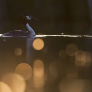 Great crested grebe (Podiceps cristatus) adult bird backlit with bokeh affect in foreground Great crested grebe (Podiceps cristatus) adult bird backlit with bokeh affect in foreground