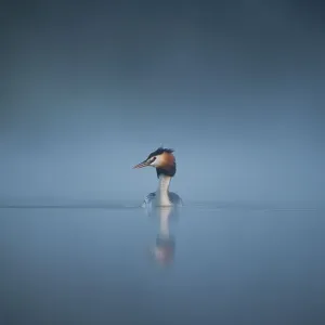 Great crested grebe (Podiceps cristatus) adult emerges from a thick mist into dawn sunlight, Derbyshire, UK, April. 2020VISION Book Plate Great crested grebe (Podiceps cristatus) adult emerges from a thick mist into dawn sunlight, Derbyshire, UK, April. 2020VISION Book Plate