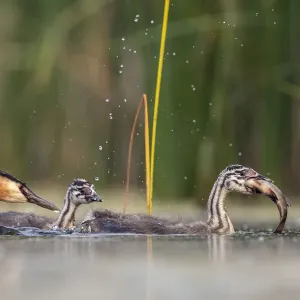 Great crested grebe (Podiceps cristatus) adult with freshly caught fish Great crested grebe (Podiceps cristatus) adult with freshly caught fish