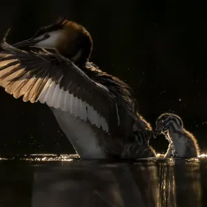 Great crested grebe (Podiceps cristatus) adult grebe shaking chick off its back to go Great crested grebe (Podiceps cristatus) adult grebe shaking chick off its back to go
