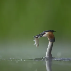 Great crested grebe (Podiceps cristatus) adult in profile with a fish that it has just caught Great crested grebe (Podiceps cristatus) adult in profile with a fish that it has just caught
