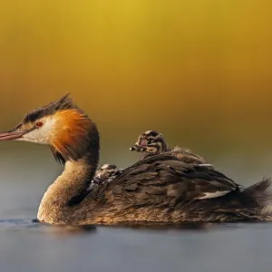 Great crested grebe (Podiceps cristatus) adult with young on its back, Valkenhorst Nature Reserve Great crested grebe (Podiceps cristatus) adult with young on its back, Valkenhorst Nature Reserve
