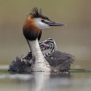Great crested grebe print, adult with young on its back Great crested grebe print, adult with young on its back