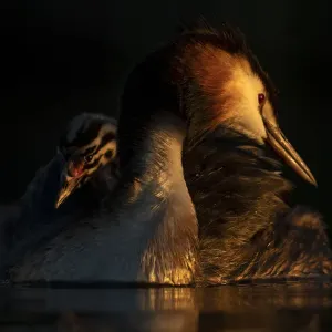 Great crested grebe (Podiceps cristatus) adult with young chick on the back preening in Great crested grebe (Podiceps cristatus) adult with young chick on the back preening in