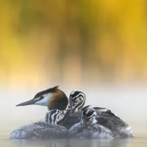 Great crested grebe (Podiceps cristatus) adult with young chicks in the first morning Great crested grebe (Podiceps cristatus) adult with young chicks in the first morning