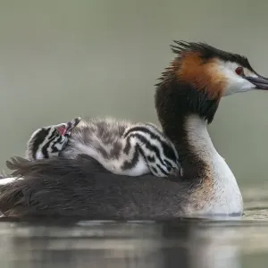 Great crested grebe (Podiceps cristatus) adult with young on nthe back busy with Great crested grebe (Podiceps cristatus) adult with young on nthe back busy with