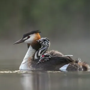 Great crested grebe (Podiceps cristatus) adult with young on nthe back busy with Great crested grebe (Podiceps cristatus) adult with young on nthe back busy with