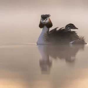 Great Crested Grebe Print: Adult with Young on Back Great Crested Grebe Print: Adult with Young on Back