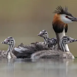 Great crested grebe (Podiceps cristatus) adult with young on its back and in the water Great crested grebe (Podiceps cristatus) adult with young on its back and in the water