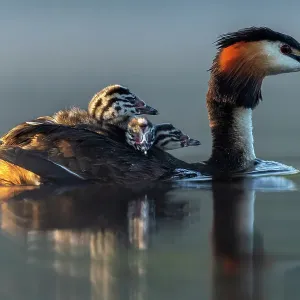 Great crested grebe (Podiceps cristatus) carring three chicks on its back, Valkenhorst nature reserve, Valkenswaard, The Netherlands Great crested grebe (Podiceps cristatus) carring three chicks on its back, Valkenhorst nature reserve, Valkenswaard, The Netherlands
