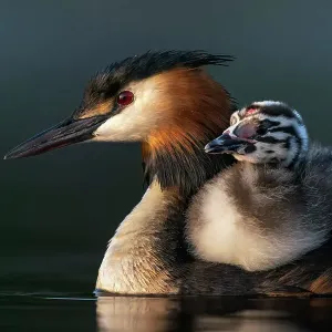 Great crested grebe (Podiceps cristatus) carrying a chick on its back in early morning light, Valkenhorst Nature Reserve, The Netherlands, Europe. May Great crested grebe (Podiceps cristatus) carrying a chick on its back in early morning light, Valkenhorst Nature Reserve, The Netherlands, Europe. May