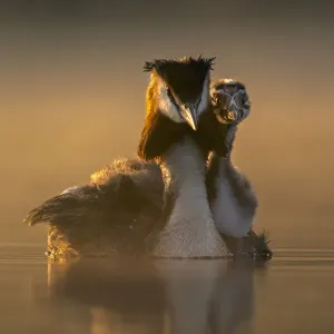 Great crested grebe (Podiceps cristatus) carrying chick on its back in early morning light, Valkenhorst Nature Reserve, The Netherlands, Europe. May Great crested grebe (Podiceps cristatus) carrying chick on its back in early morning light, Valkenhorst Nature Reserve, The Netherlands, Europe. May