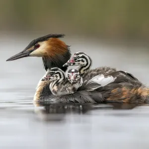 Great Crested Grebe Print: Mother with Chicks on Back Great Crested Grebe Print: Mother with Chicks on Back