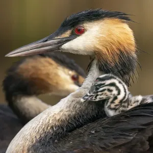 Great crested grebe (Podiceps cristatus) with chick nestled on its back, Valkenhorst Nature Reserve, The Netherlands, Europe. August Great crested grebe (Podiceps cristatus) with chick nestled on its back, Valkenhorst Nature Reserve, The Netherlands, Europe. August